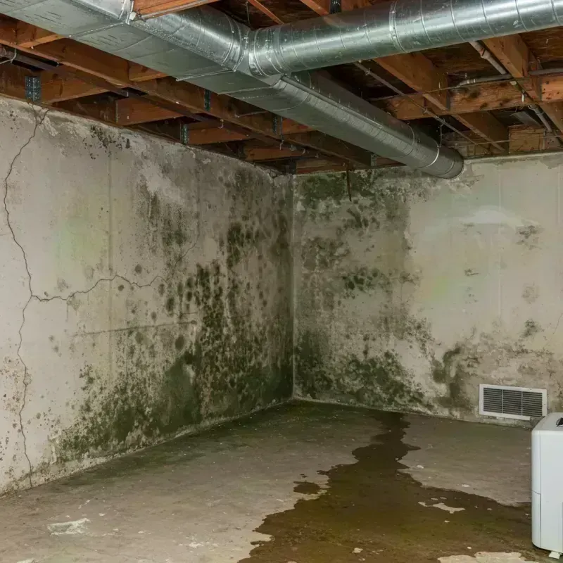 Professional Mold Removal in Osceola County, IA